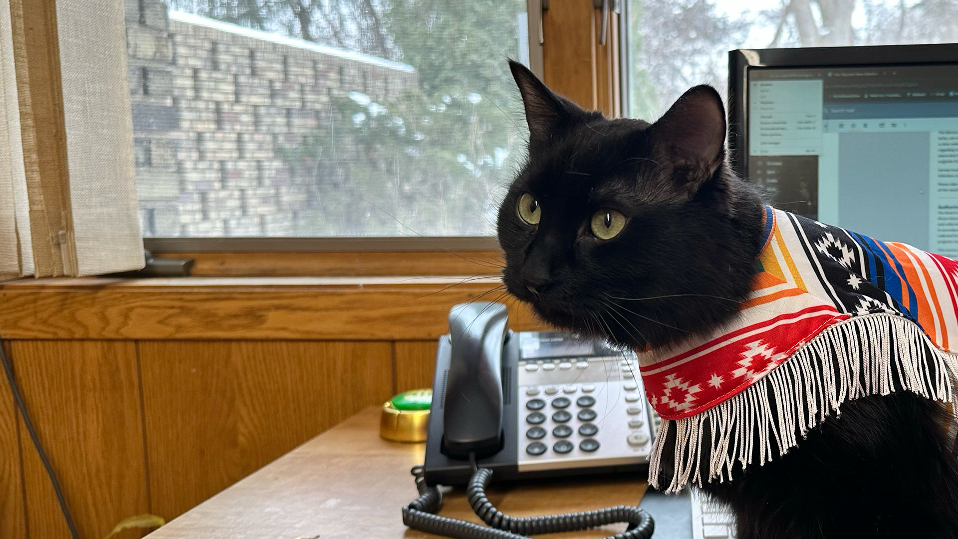 black-cat-wearing-colorful-costume-in-front-of-computer-at-veterinary-clinic-1