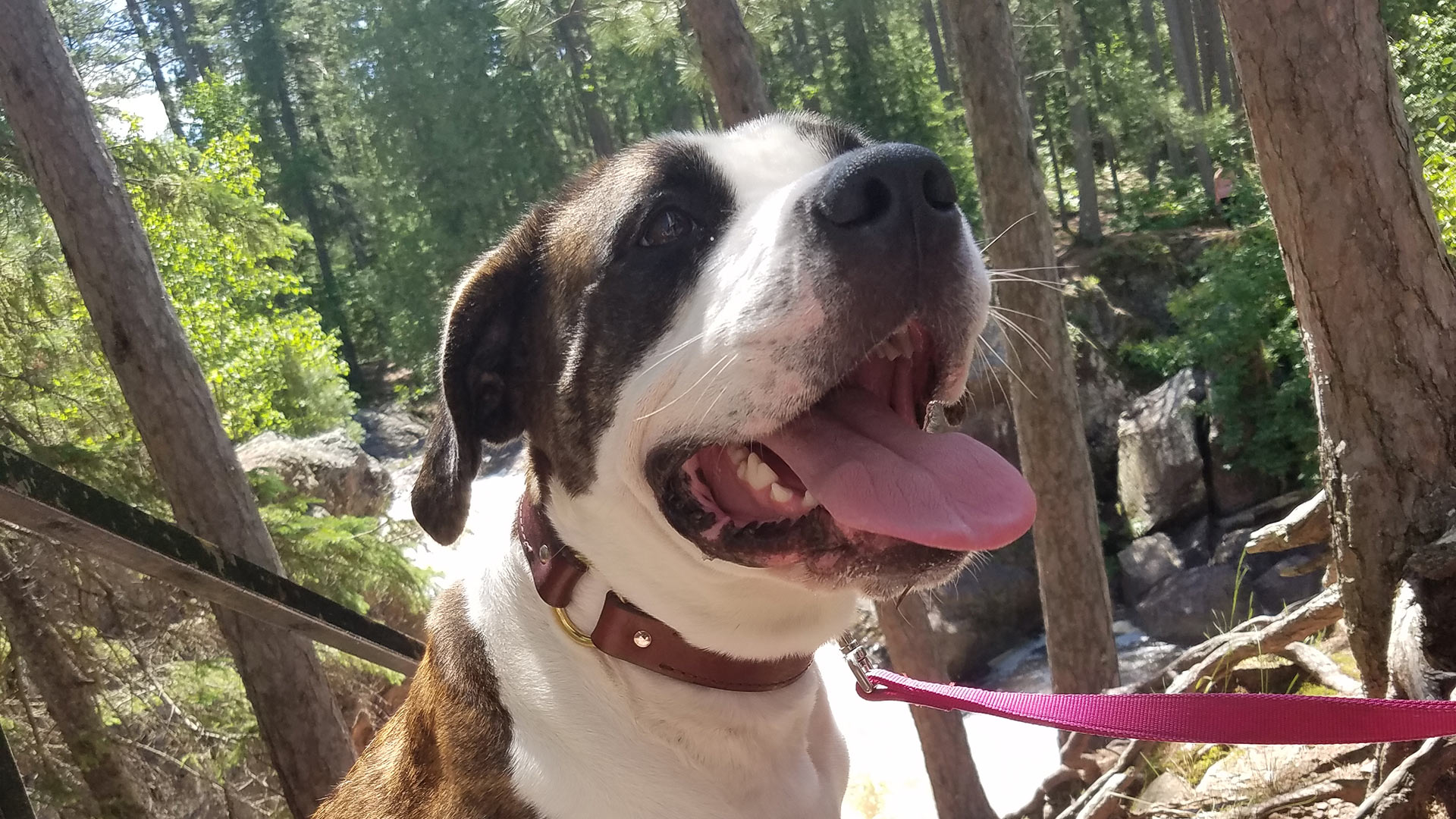 brown-and-white-dog-in-forest-1