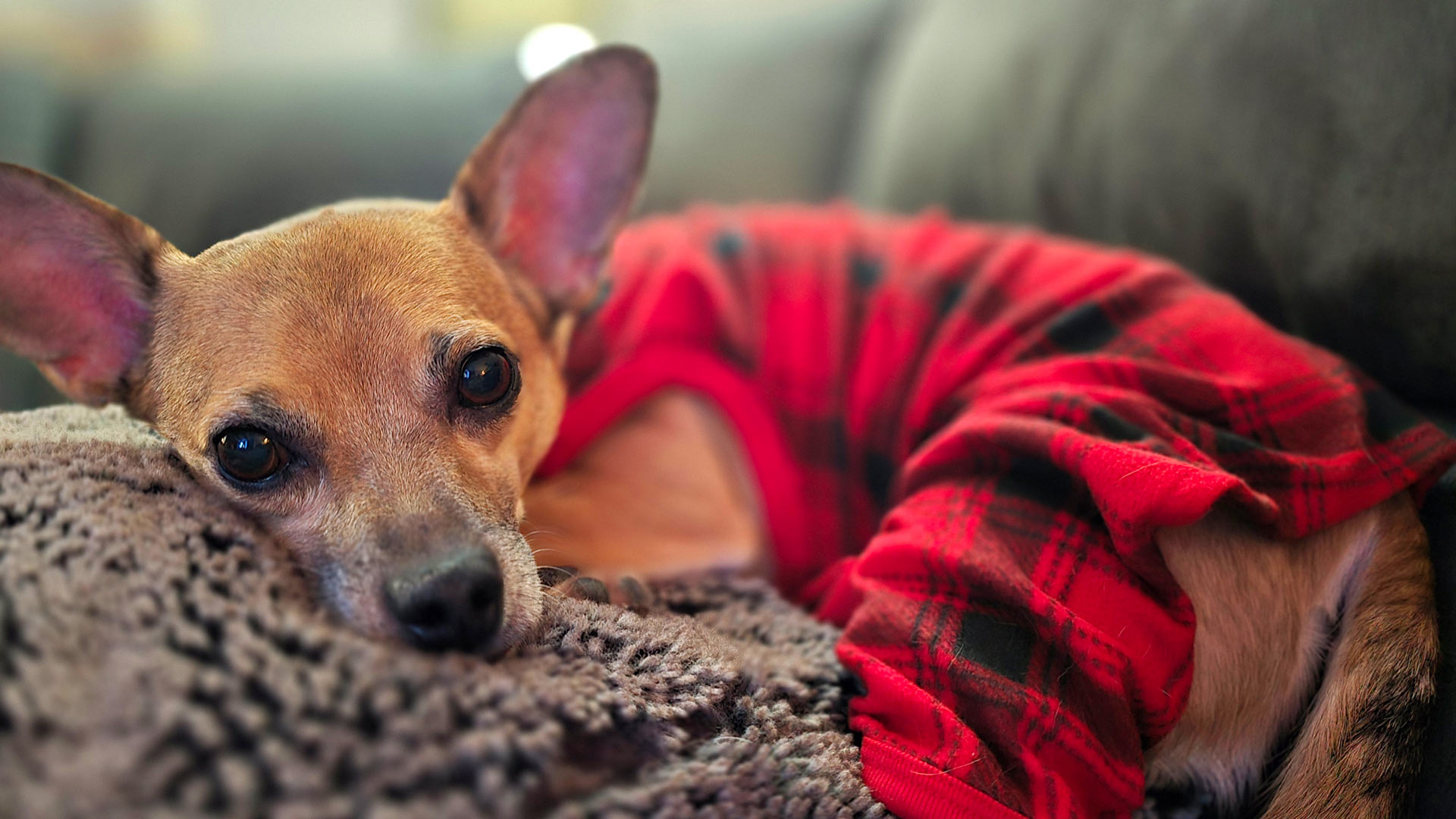 chihuahua-resting-in-bed-1 chihuahua wearing a red and black onesie and resting on a blanket