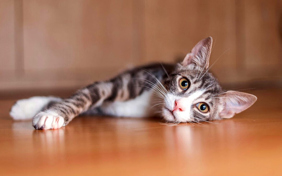 closeup of a curious shorthaired cat lying on the floor