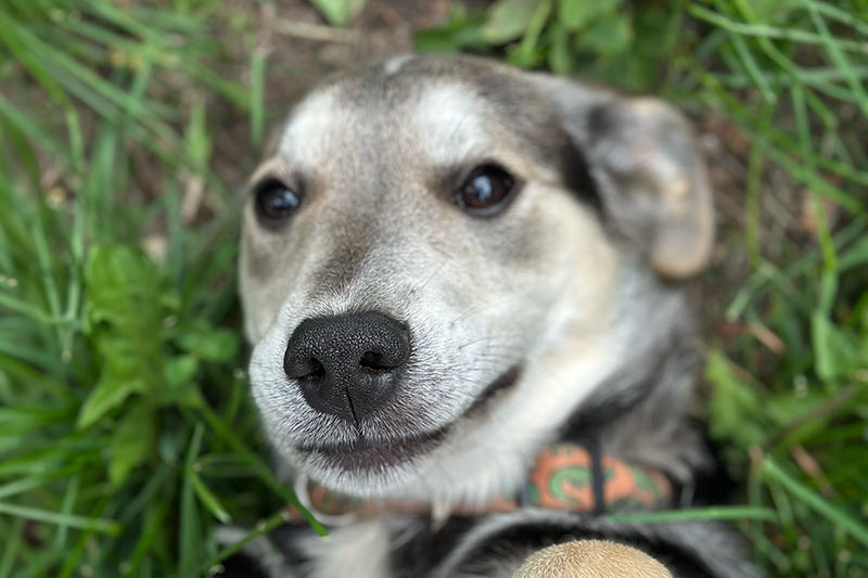 closeup of a shorthaired dog lying in the grass