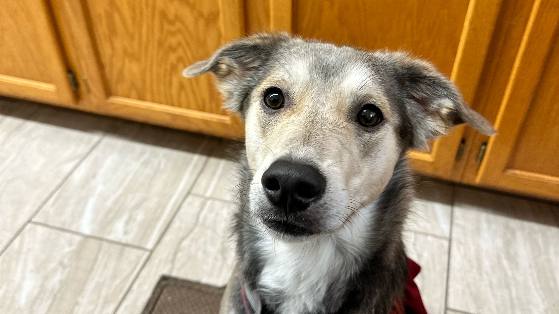 closeup-of-dog-sitting-patiently-in-front-of-cabinets-1