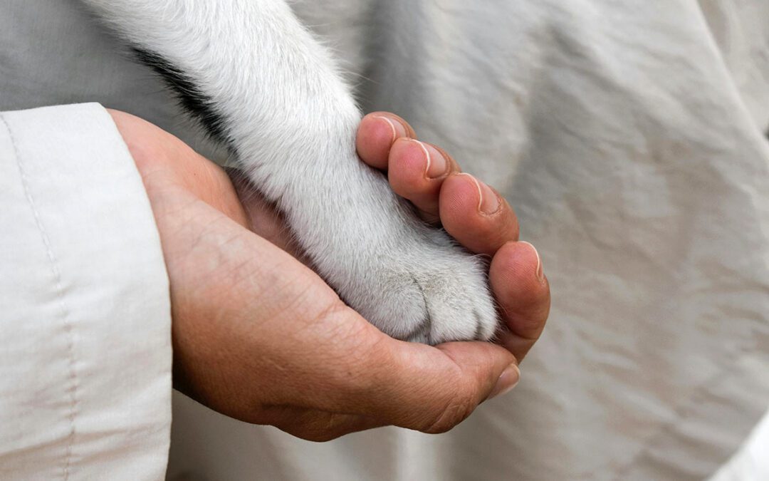 closeup of a person gently holding their cat's paw
