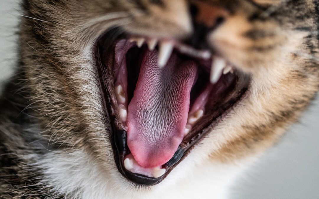 closeup of a yawning cat
