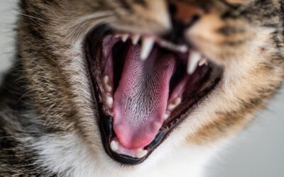 February is Pet Dental Health Month