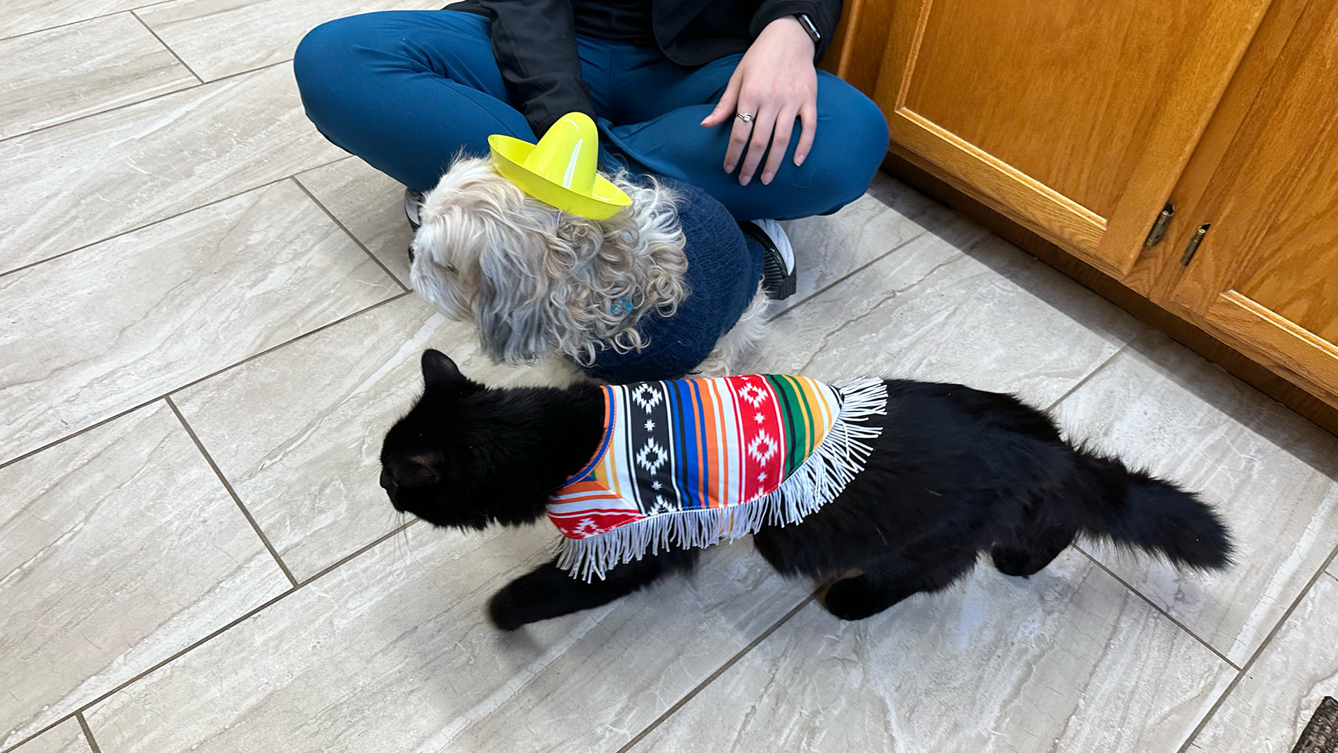dog-and-cat-wearing-costumes-walking-through-veterinary-clinic-1