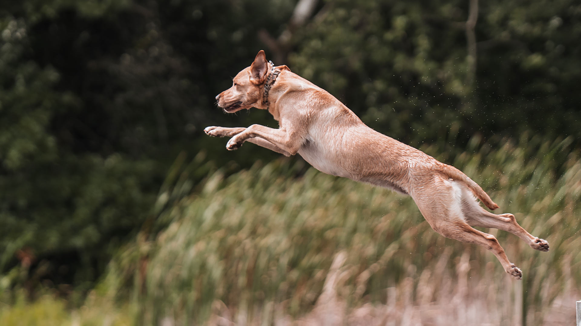 dog-jumping-into-lake-1