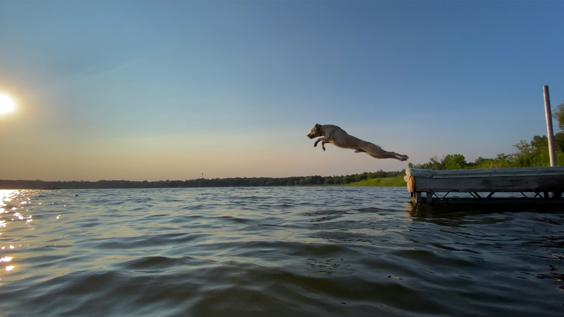 dog-jumping-into-lake-2