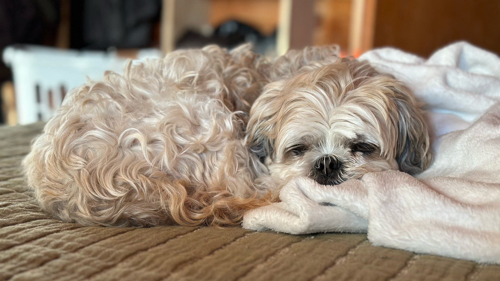 fluffy-dog-resting-soundly-on-bed-1