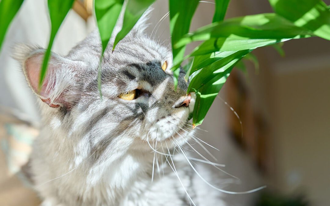 fluffy gray cat sniffing a plant