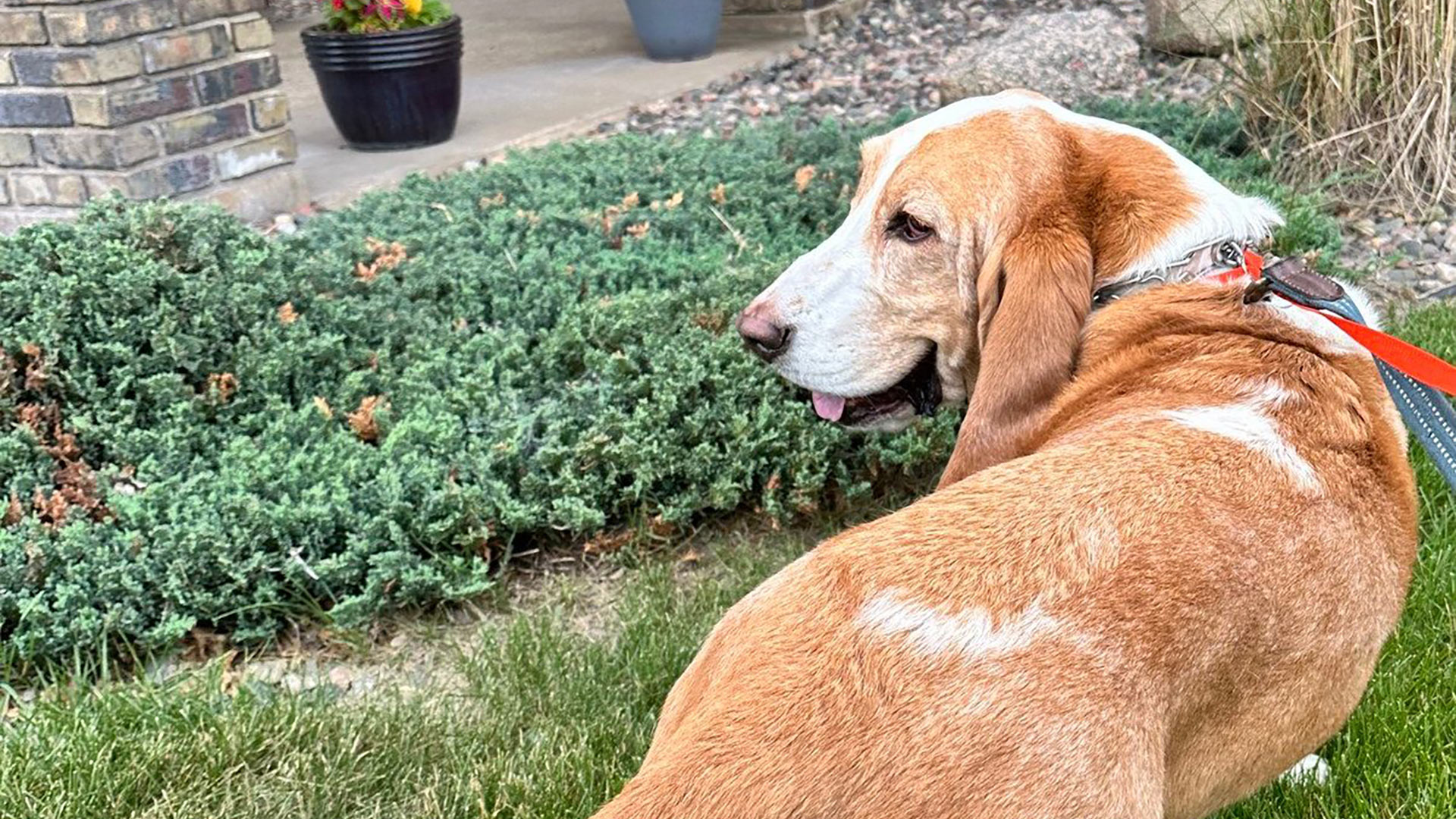 perro-basset-hound-feliz-en-exteriores-1