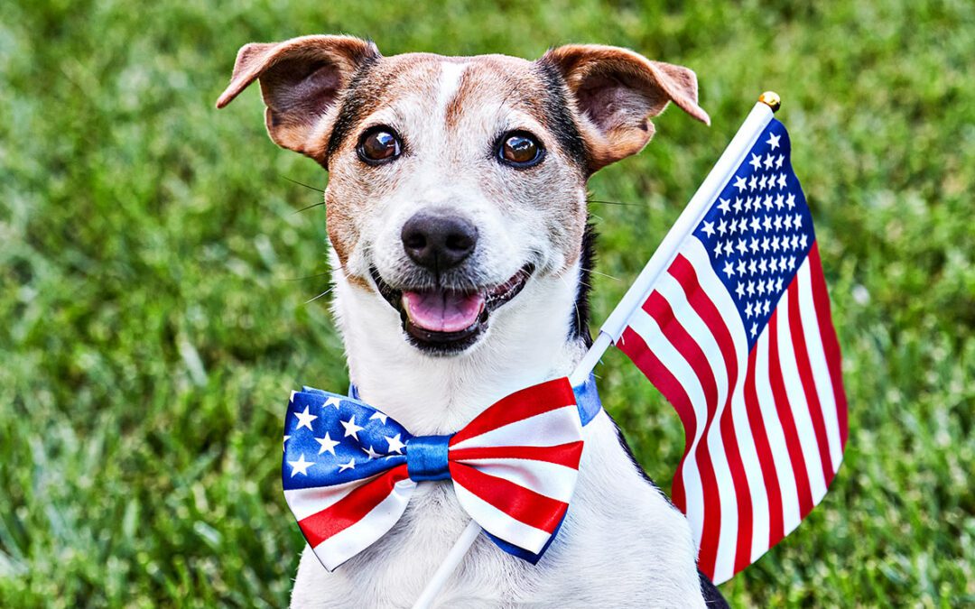 happy dog posting with an American flag bowtie and small flag