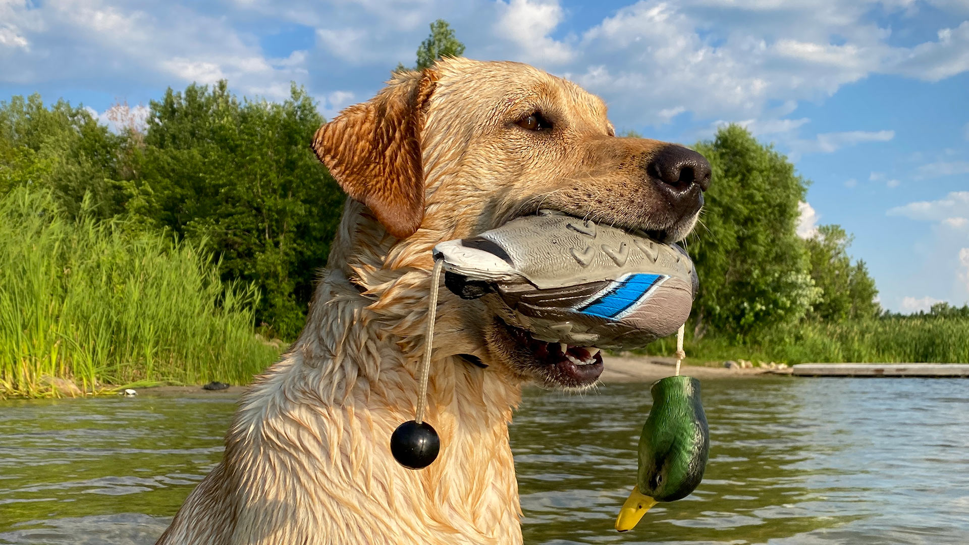 labrador-retriever-dog-carrying-duck-toy-in-mouth-at-the-lake-1
