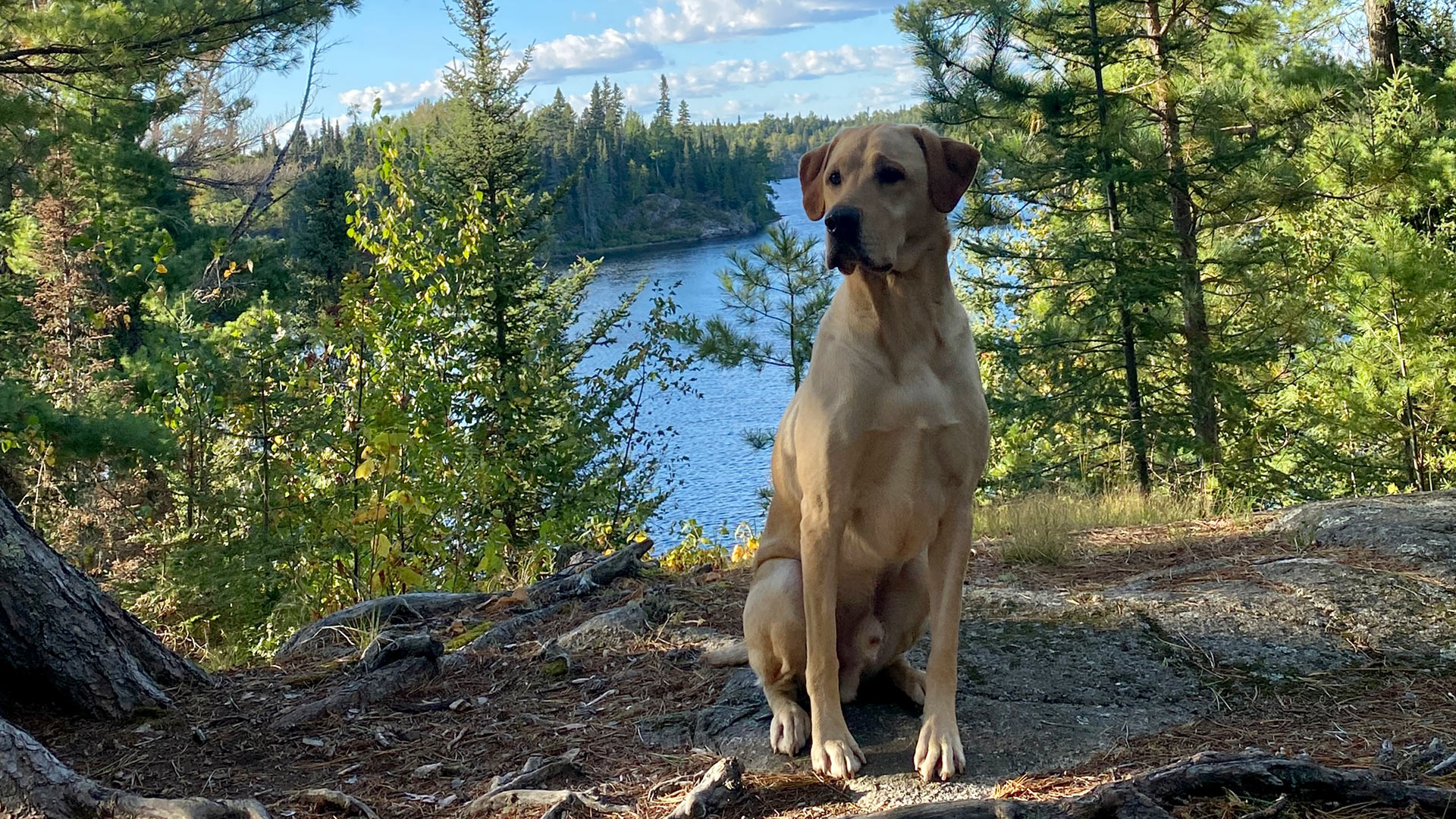 labrador-retriever-sitting-in-forest-by-lake-1