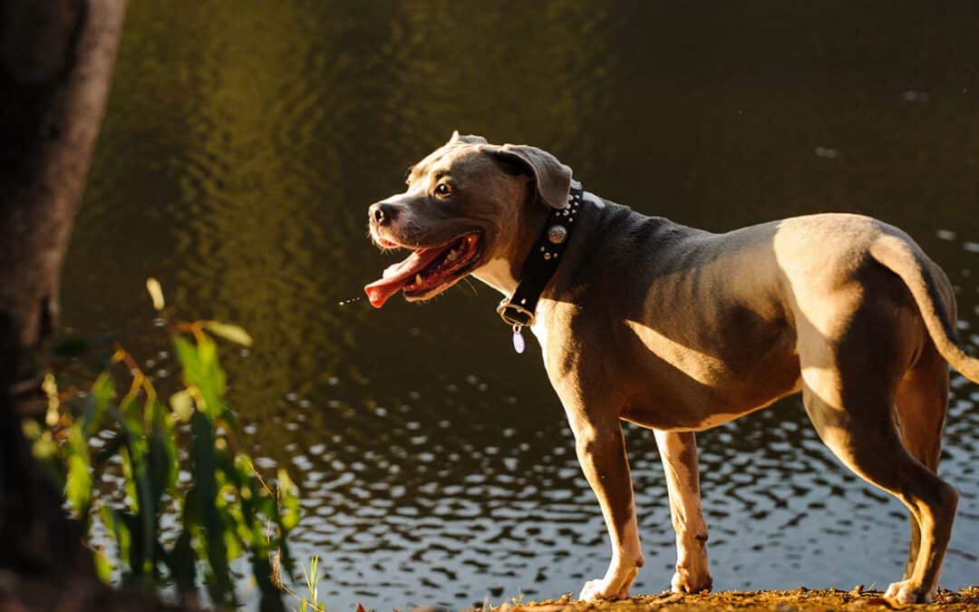 pit bull dog standing at the edge of a lake