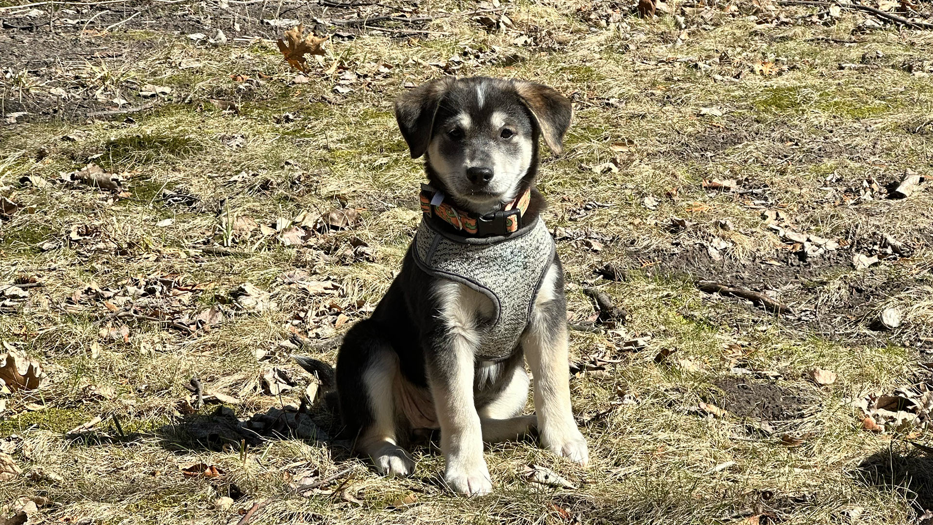 puppy-wearing-harness-outdoors-1 puppy wearing a harness outside