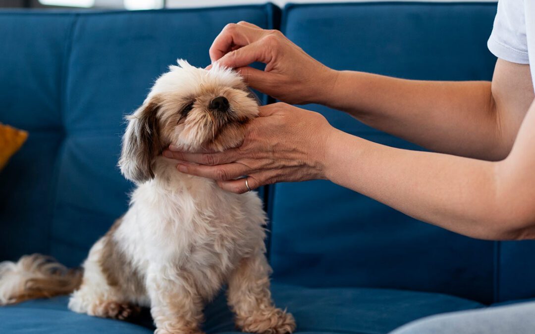 small dog having a tick removed by their owner