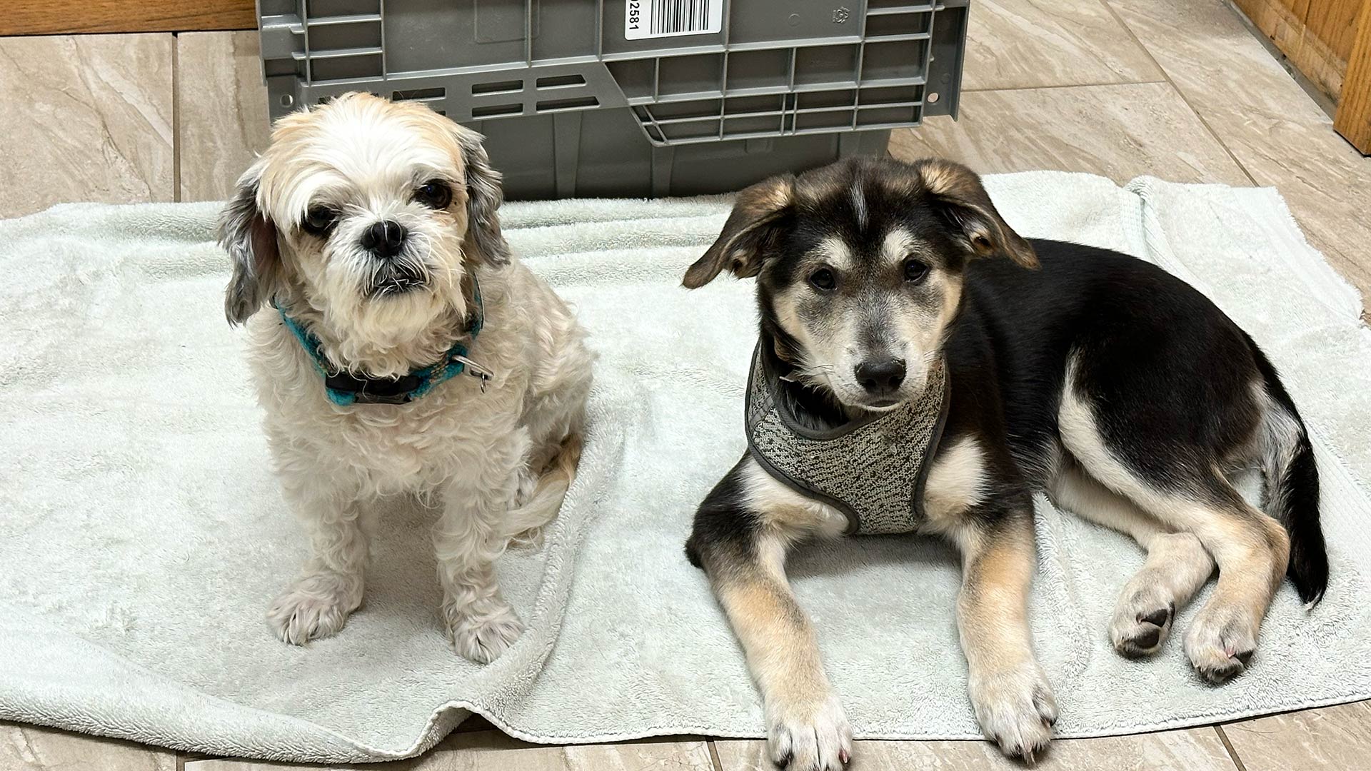 two-young-dogs-resting-on-towel-at-veterinary-clinic-1